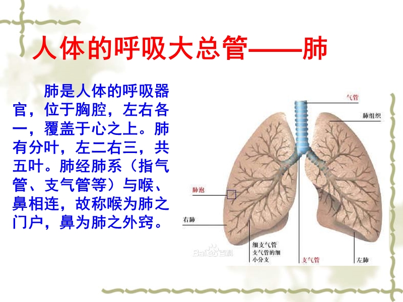 五脏养生大讲堂之肺与生命.ppt_第2页