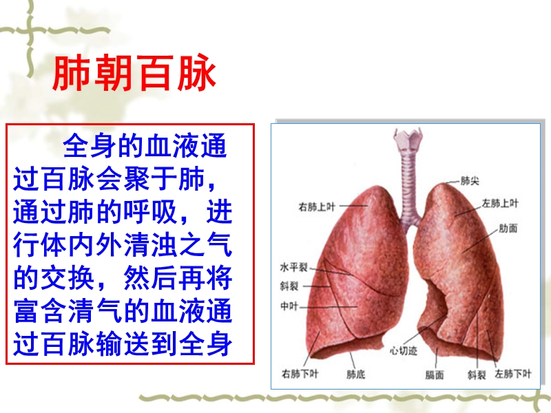 五脏养生大讲堂之肺与生命.ppt_第3页