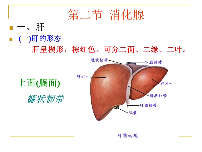 人体解剖5.消化系统-消化腺和腹膜.ppt_第2页