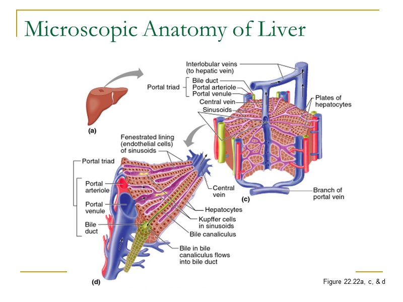 人体解剖5.消化系统-消化腺和腹膜.ppt_第3页