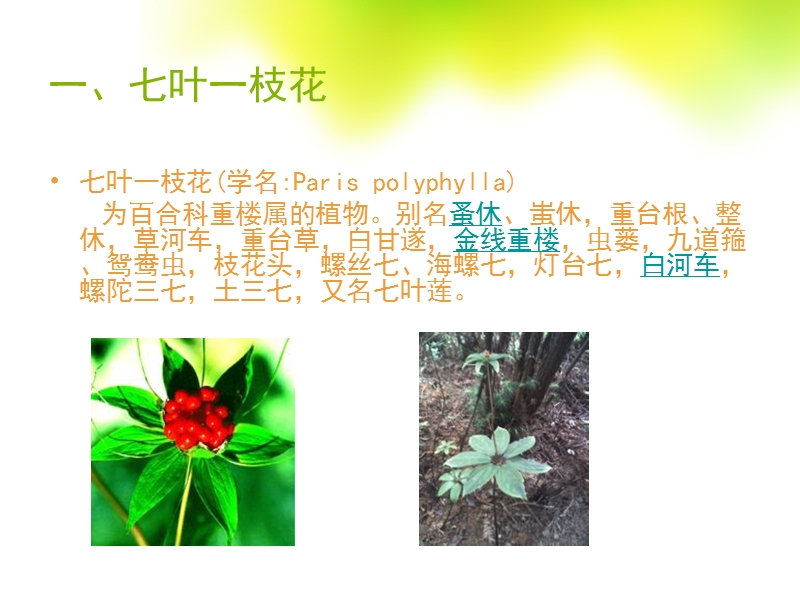 五种野生植物的介绍.ppt_第3页