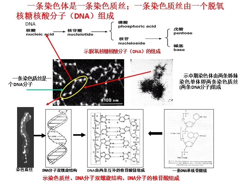 2012从基因染色体到临床特征.ppt_第3页