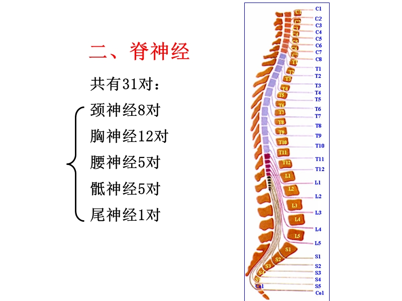 31对脊神经走形与支配.ppt_第1页