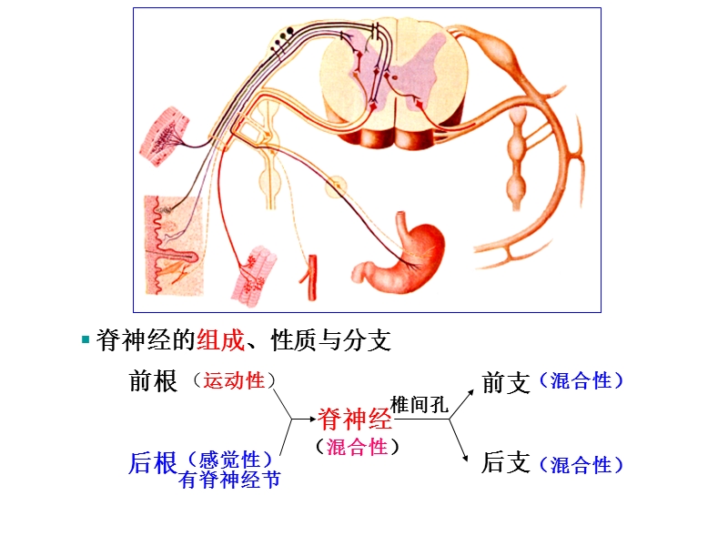 31对脊神经走形与支配.ppt_第2页