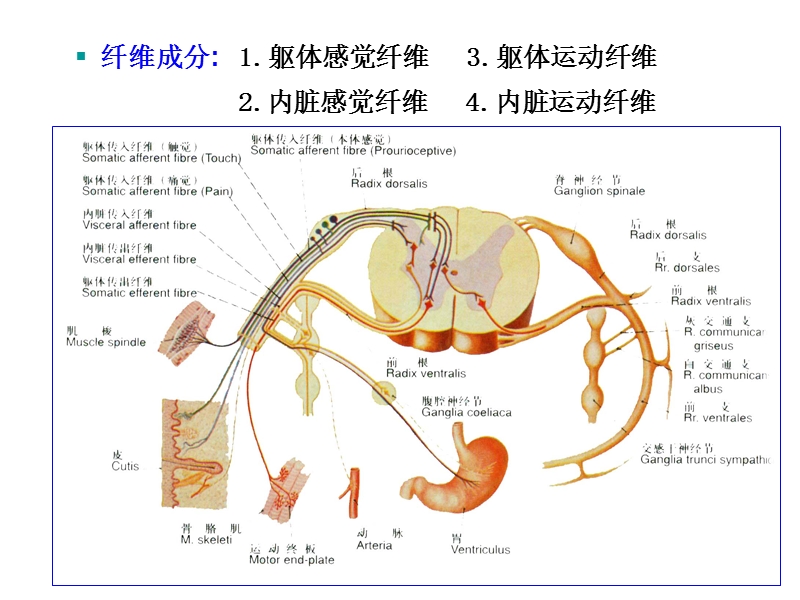 31对脊神经走形与支配.ppt_第3页