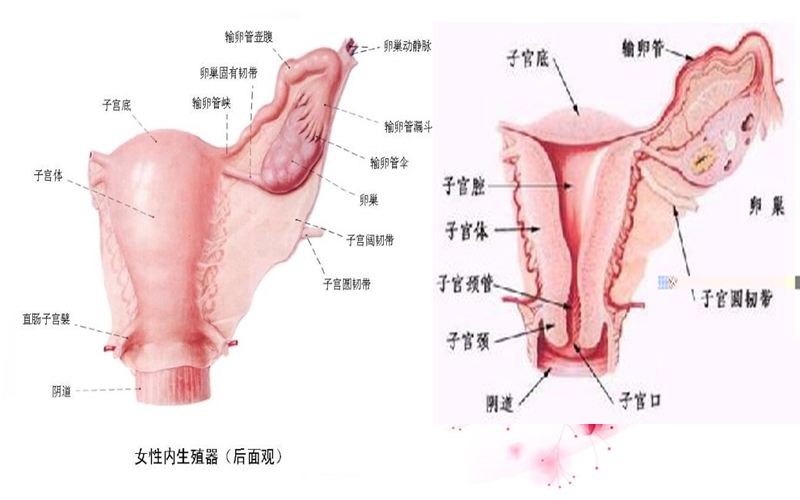 20130528妇科健康知识讲座.ppt_第3页