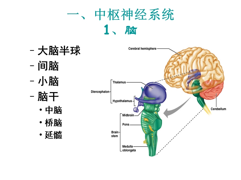 中枢神经系统解剖及功能-.ppt_第3页