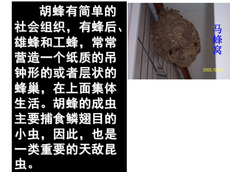 2、捅马蜂窝.ppt_第3页