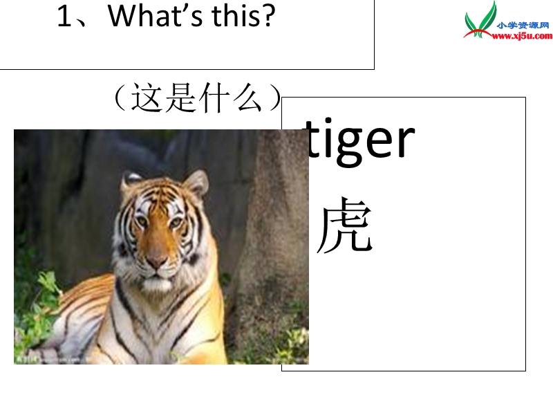 （冀教版）2016春三年级英语下册 unit 2 lesson8 tigers and bears课件.ppt_第3页