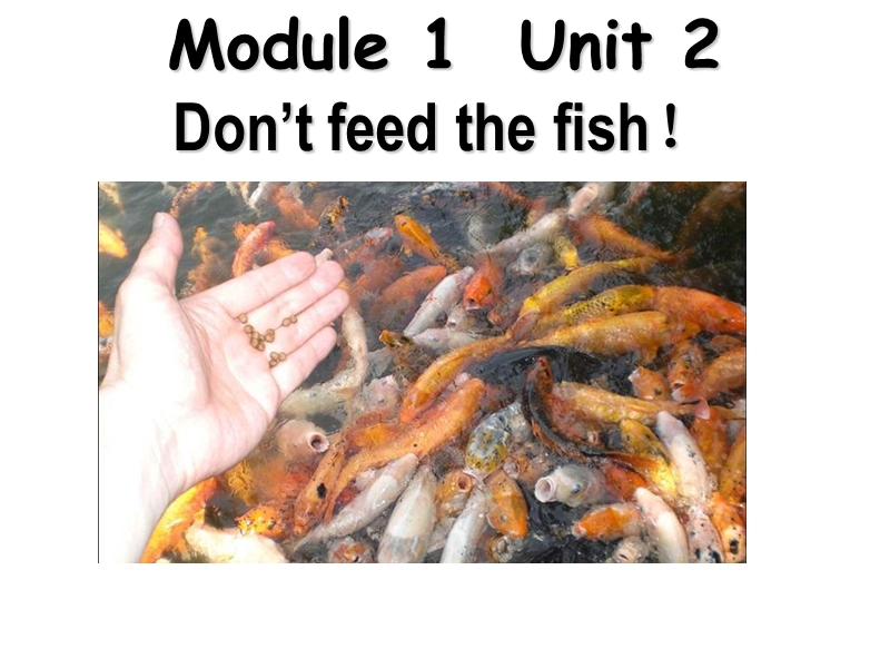 四年级下册英语课件-don’t feed the fish（4）外研版（一起）.ppt_第1页