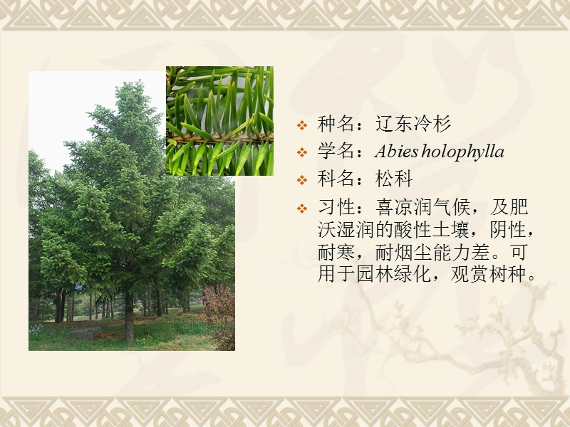 威海市园林绿化常绿植物推荐.ppt_第3页