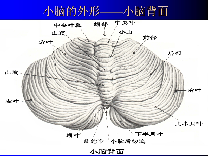 小脑的解部与定位诊断.ppt_第2页