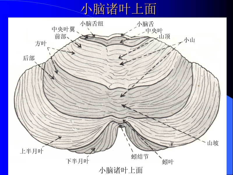 小脑的解部与定位诊断.ppt_第3页