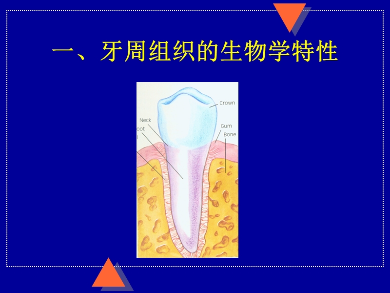 口腔正畸学课件 人卫版 正畸治疗的生物机械原理.ppt_第3页