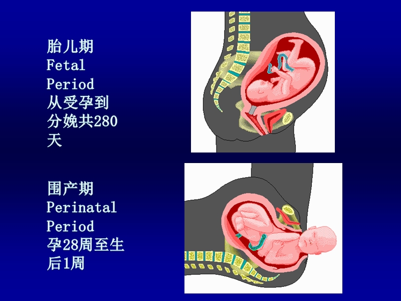 年龄分期与生长发育.ppt_第3页