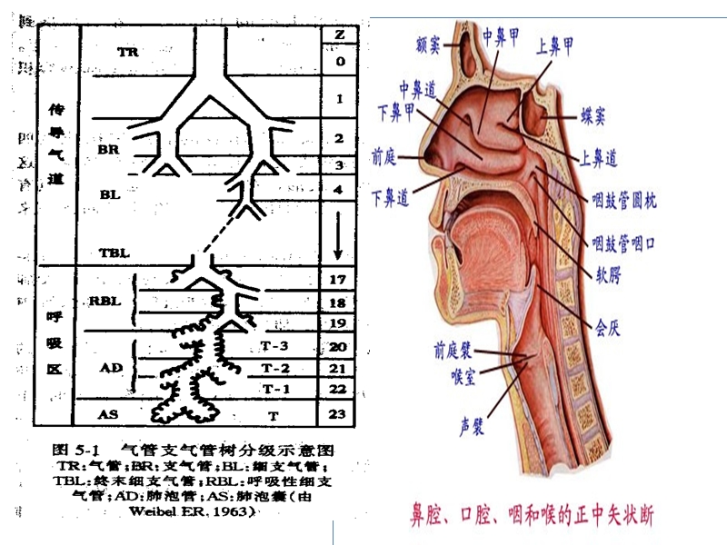 呼吸机基础知识笔记.ppt_第3页