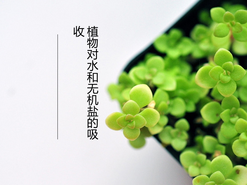 植物对水和无机盐的吸收.ppt_第1页