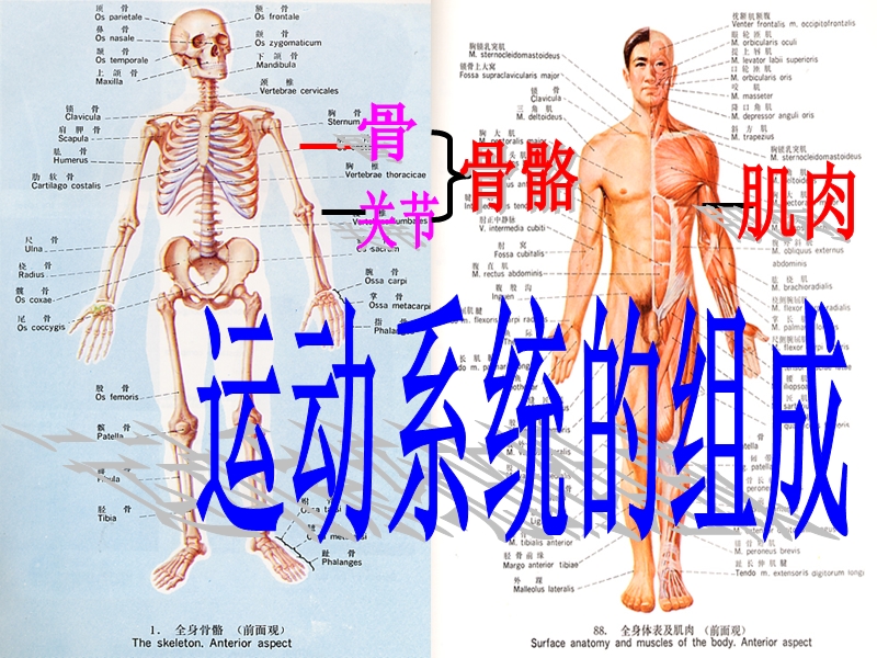 动物的运动和行为_复习课件1.ppt_第1页