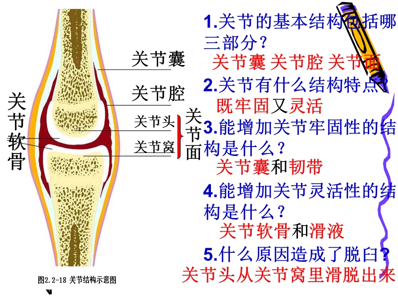 动物的运动和行为_复习课件1.ppt_第2页