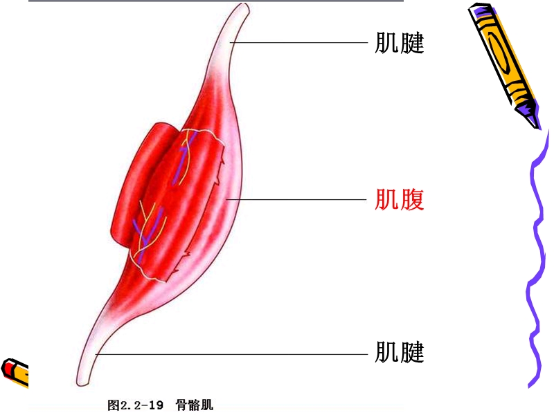 动物的运动和行为_复习课件1.ppt_第3页