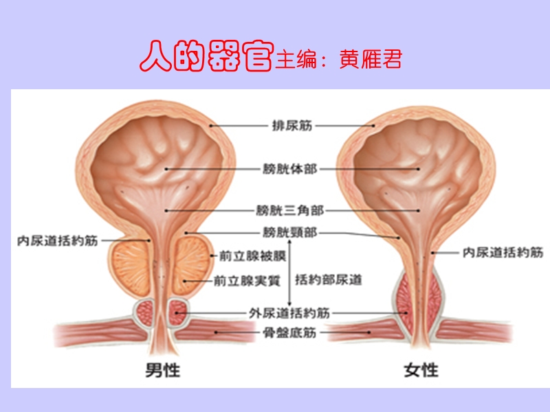 人的生殖器官.ppt_第1页