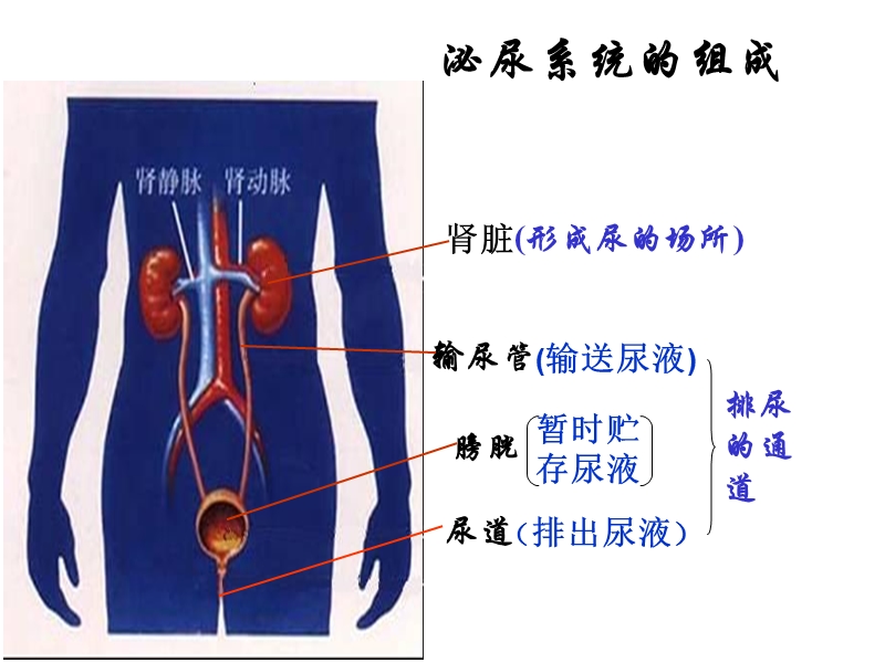 人的生殖器官.ppt_第3页