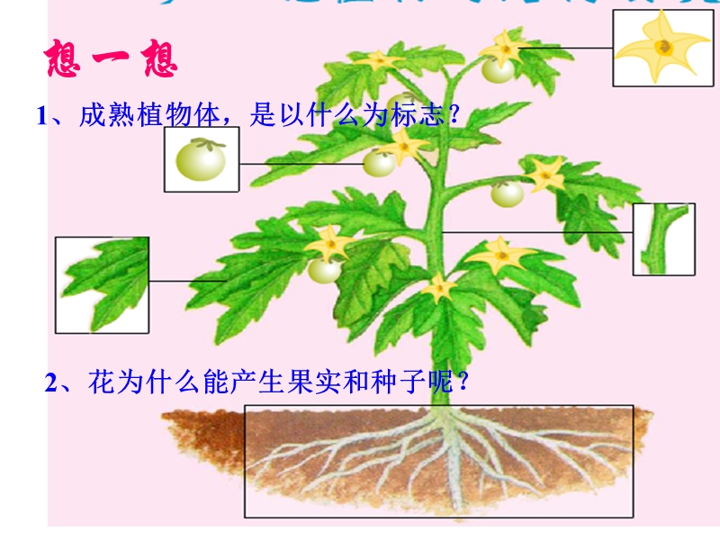 初一生物花的结构ppt模版课件.ppt_第2页