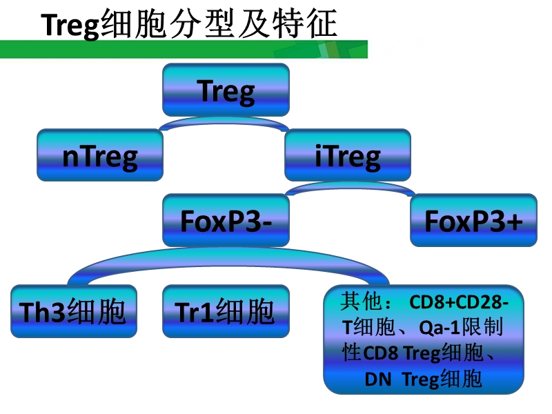 浅谈Treg细胞.pptx_第3页