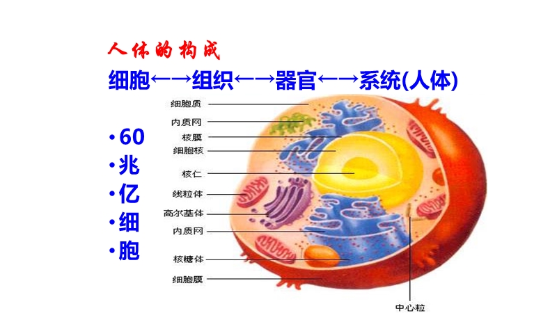 五行与数字能量学论健康养生.pptx_第2页