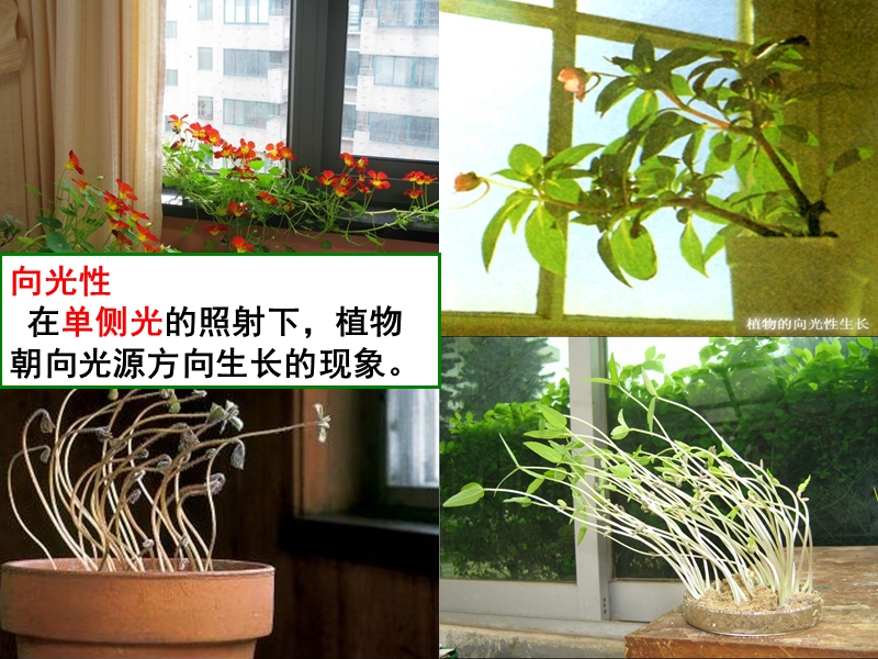 植物生长素的发现.ppt_第2页