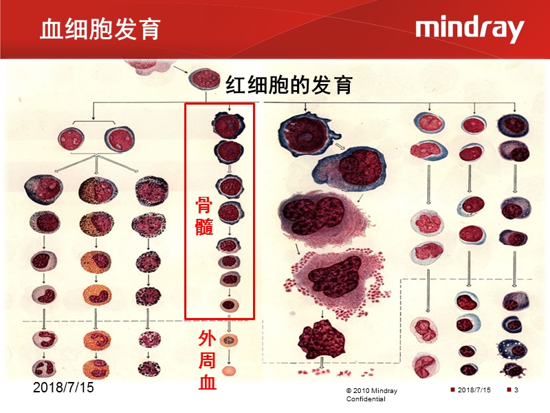 有核红细胞的临床应用v1.0.pptx_第3页