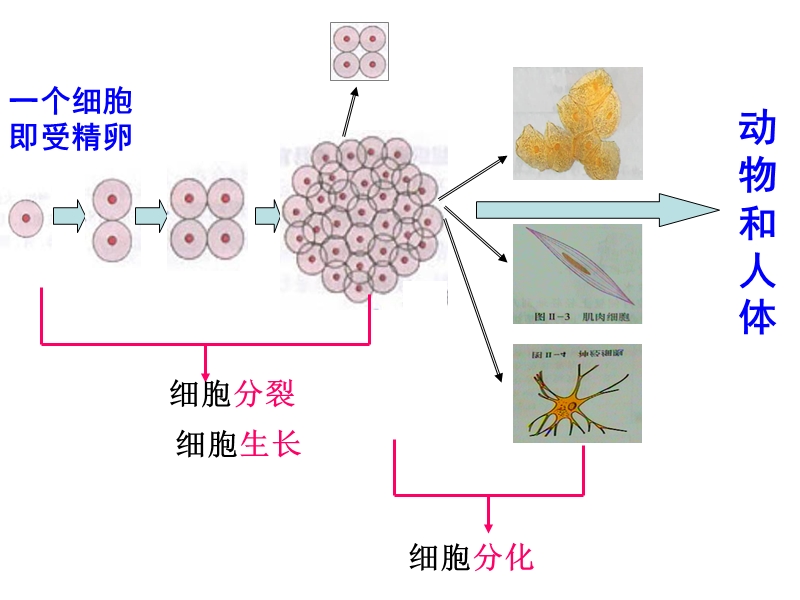 动物体的结构层次ppt 演示文稿.ppt_第1页