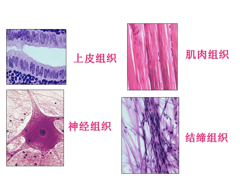 动物体的结构层次ppt 演示文稿.ppt_第2页