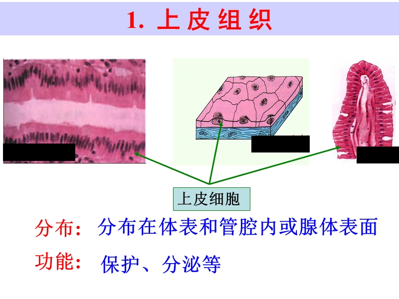 动物体的结构层次ppt 演示文稿.ppt_第3页