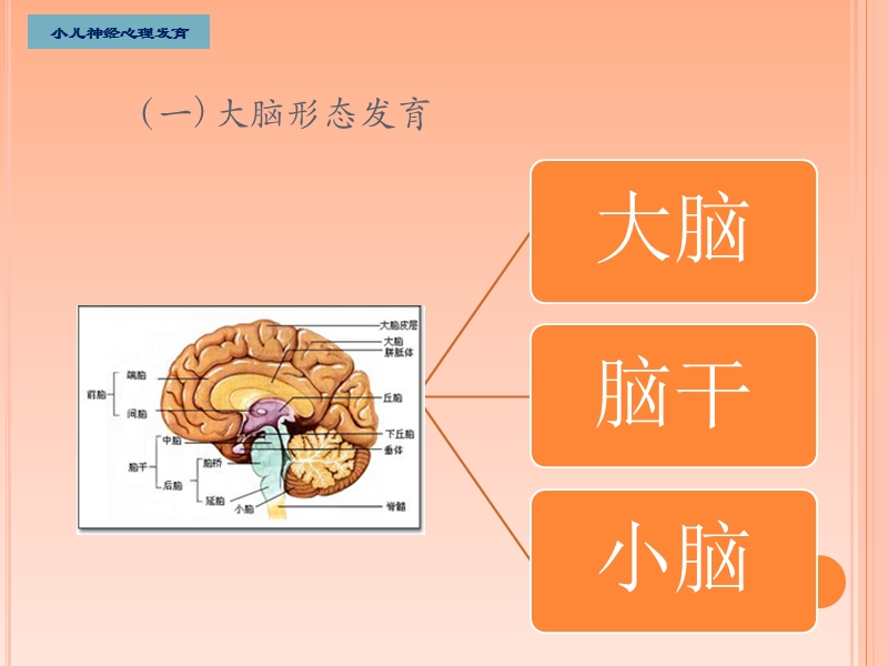 婴幼儿神经系统发育与检查方法.ppt_第3页