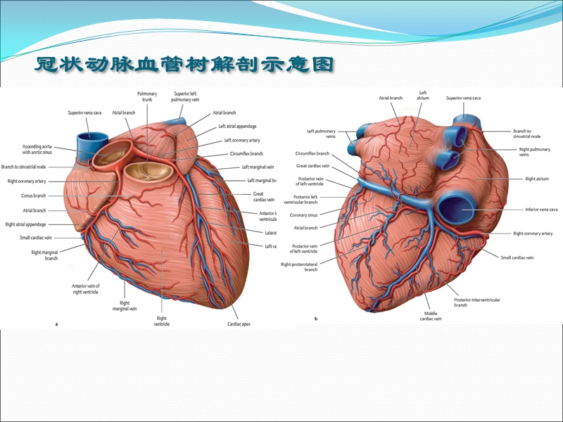 冠状动脉造影识图.ppt_第2页