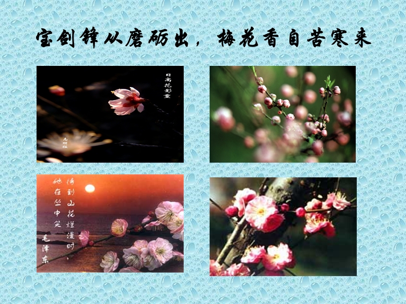 卜算子 咏梅.ppt_第2页