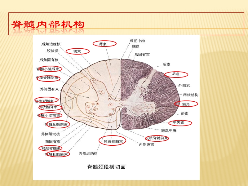 急性脊髓炎.pptx_第3页