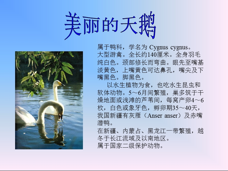 动物乐园.ppt_第2页