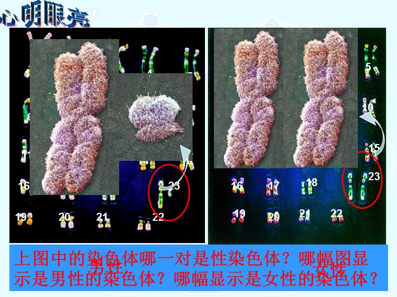 人的性别遗传daippt.ppt_第2页