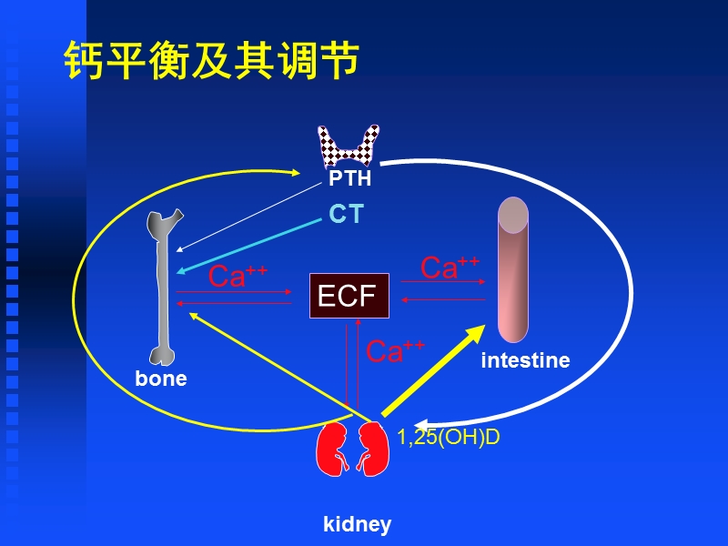 佝偻病和骨软化症.ppt_第3页