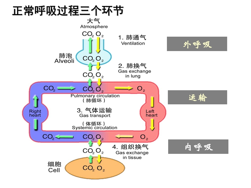 呼吸衰竭_无创或有创的呼吸支持.ppt_第2页