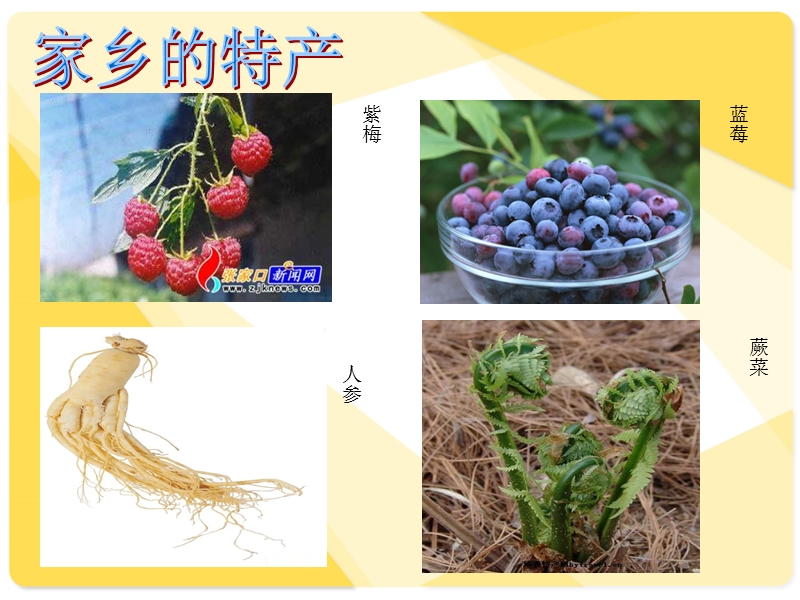 不断扩大的大豆家族.ppt_第2页