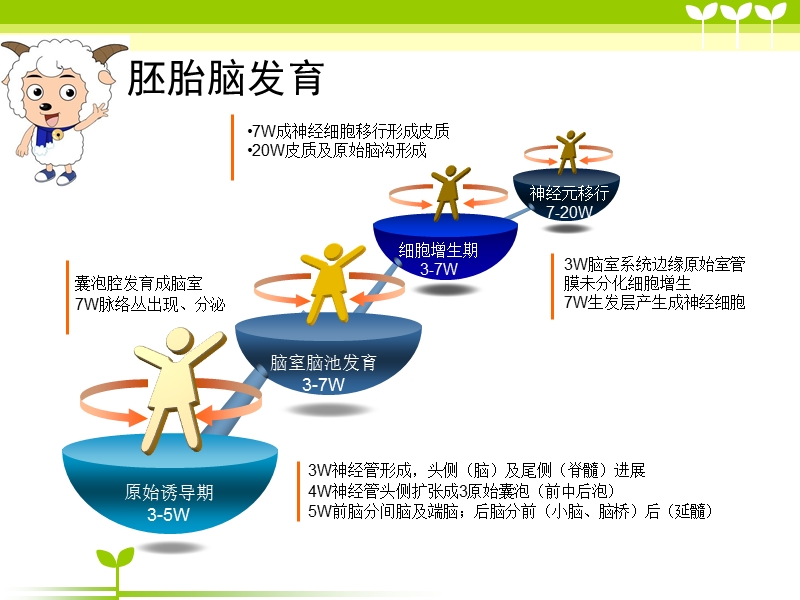 婴幼儿脑发育与疾病1.pptx_第3页