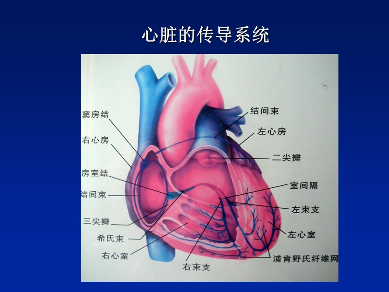 常见心律失常及其处理.ppt_第2页