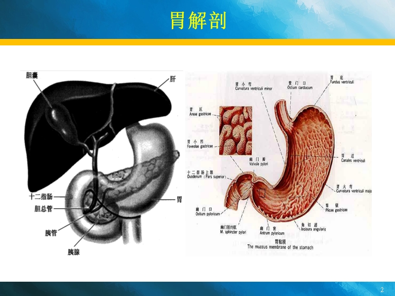 急性胃炎、慢性胃炎诊疗_新、全、美.ppt_第2页