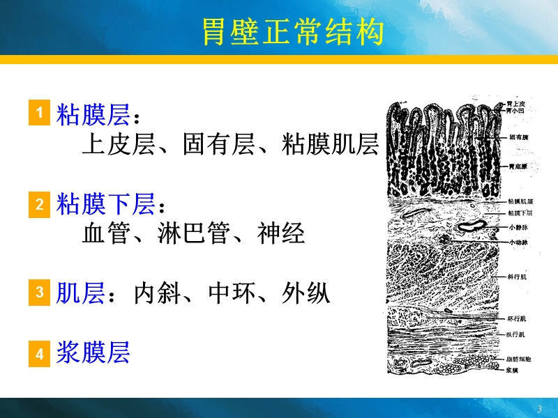 急性胃炎、慢性胃炎诊疗_新、全、美.ppt_第3页