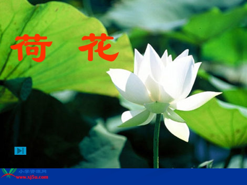 《荷花》.ppt_第3页