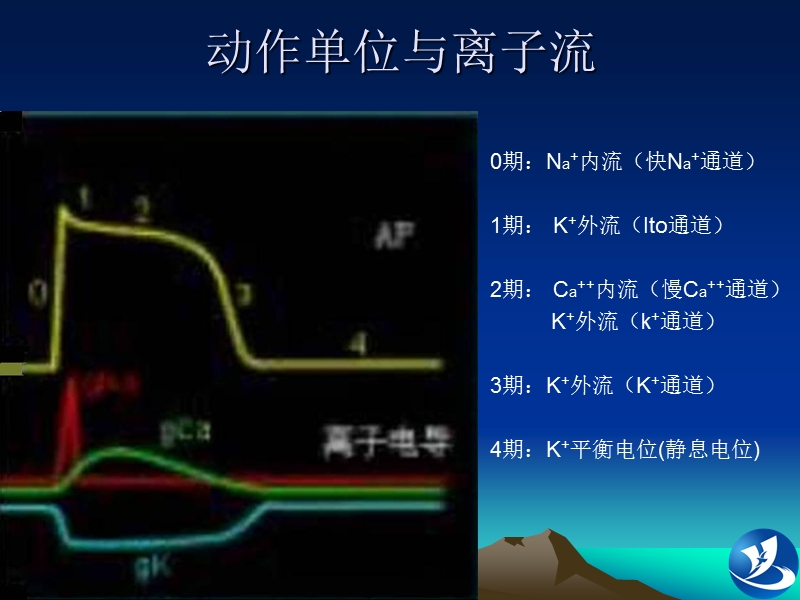 心电图培训.ppt_第2页