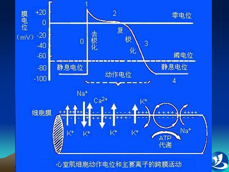 心电图培训.ppt_第3页